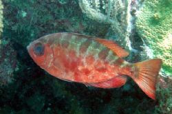 Glass-eyed Snapper by Robert Verkoeyen 